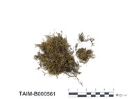 藏品(美喙苔屬)的圖片